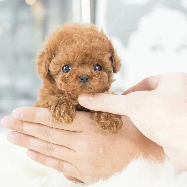 Robotic Puppy Toy Interactive Voice & Touch