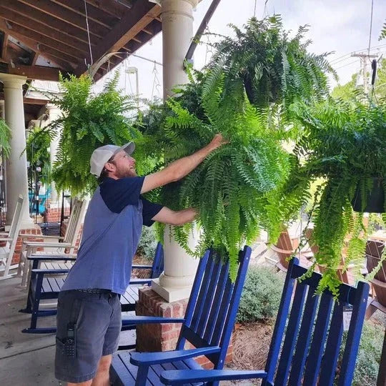 Artificial Boston Fern UV-Resistant 18 Full Fronds