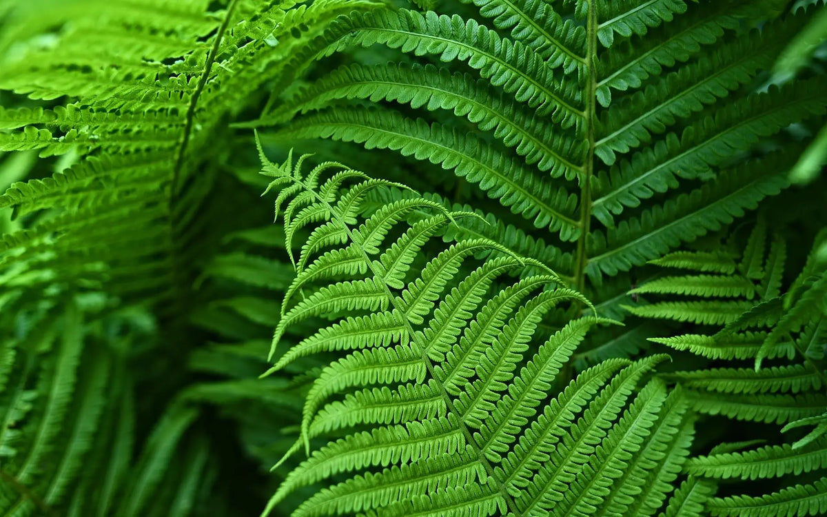 Artificial Boston Ferns UV-Resistant Water-Resistant Set of 18