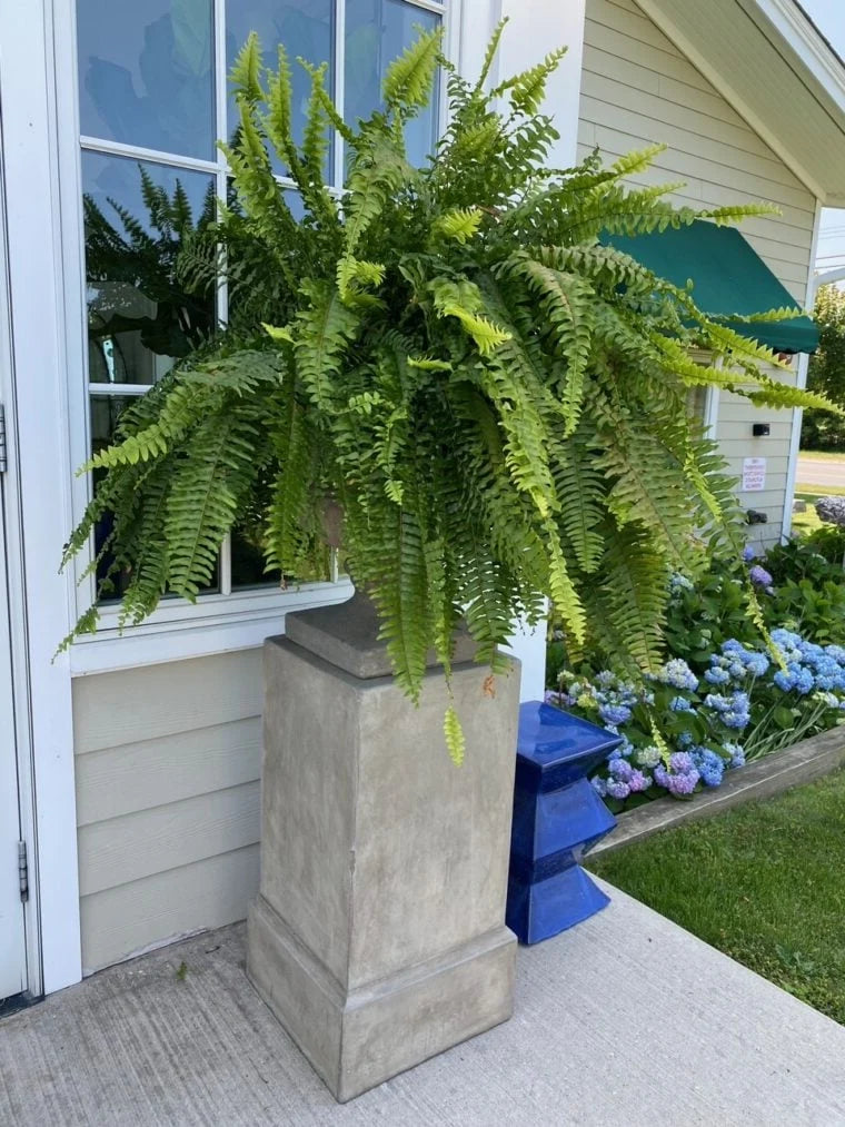 Artificial Boston Ferns UV-Resistant Water-Resistant Set of 18