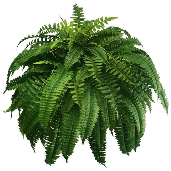 Artificial Ferns UV-Resistant Water-Resistant Set of 18
