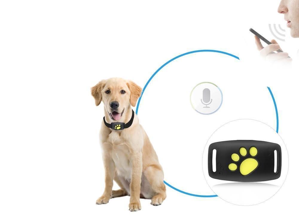 Cat GPS Tracker Real-Time Updates No Subscription Fees
