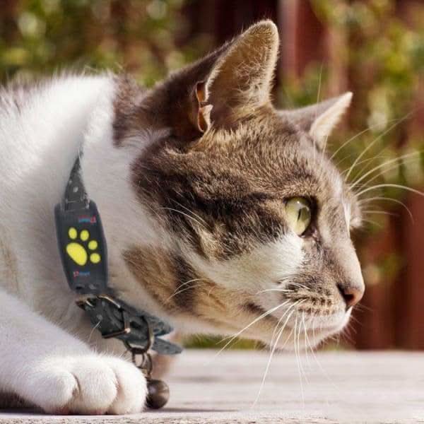 Cat GPS Tracker Real-Time Updates No Subscription Fees