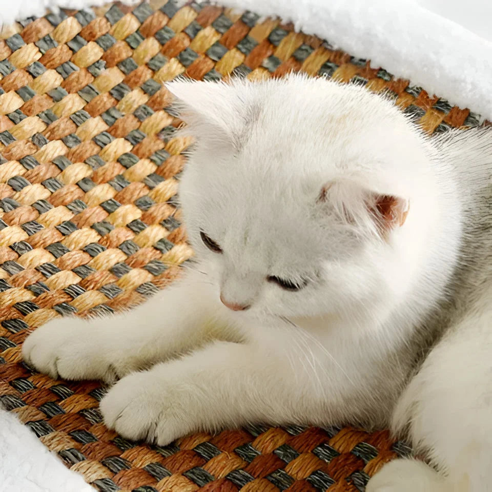 Cat Scratch Lounge Cushioned Bed & Textured Scratching Surface