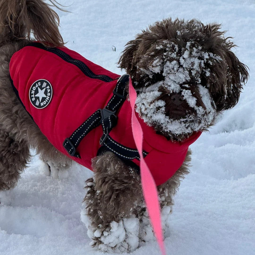 Dog Coat Padded Warm Lining Integrated Harness