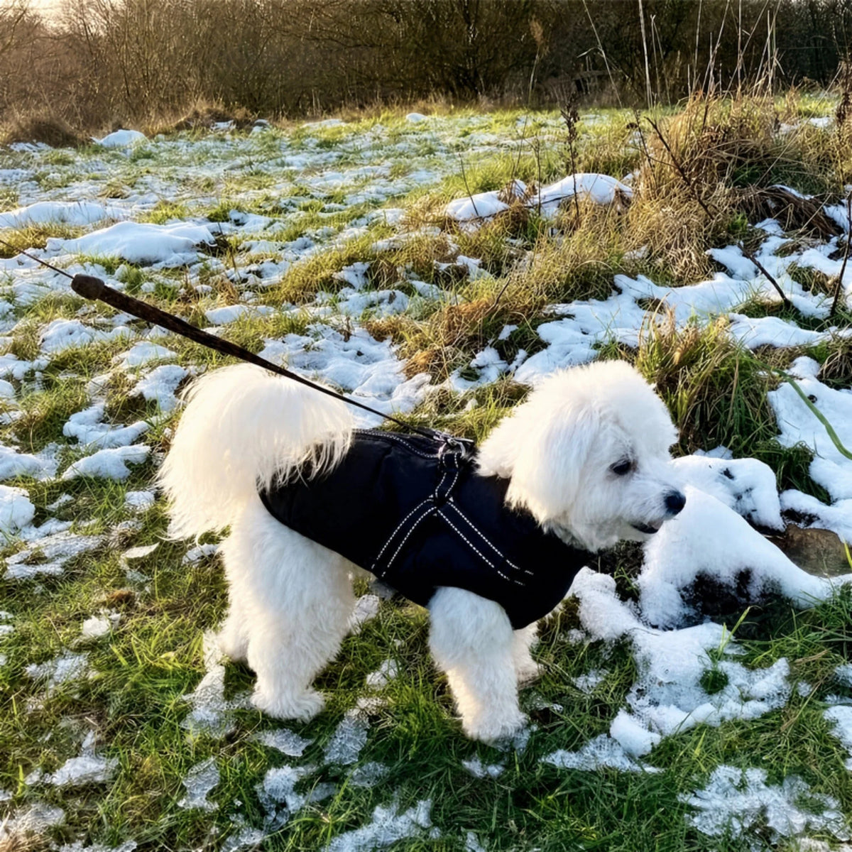 Dog Coat Padded Warm Lining Integrated Harness