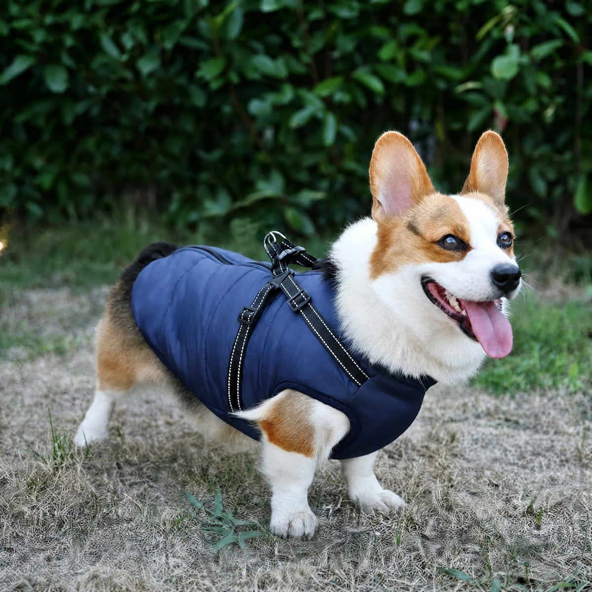 Dog Coat Padded Warm Lining Integrated Harness