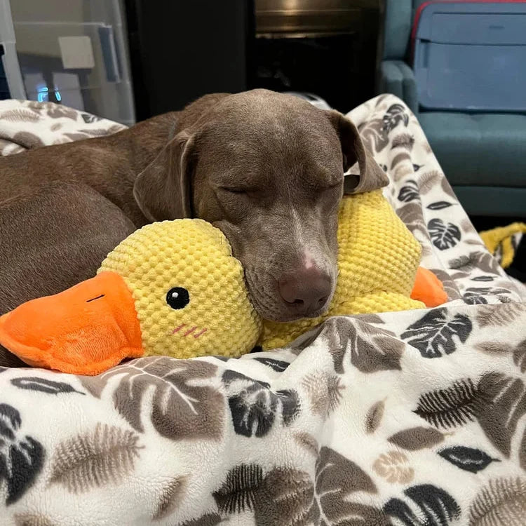 Dog Duck Toy Durable Quack Sound