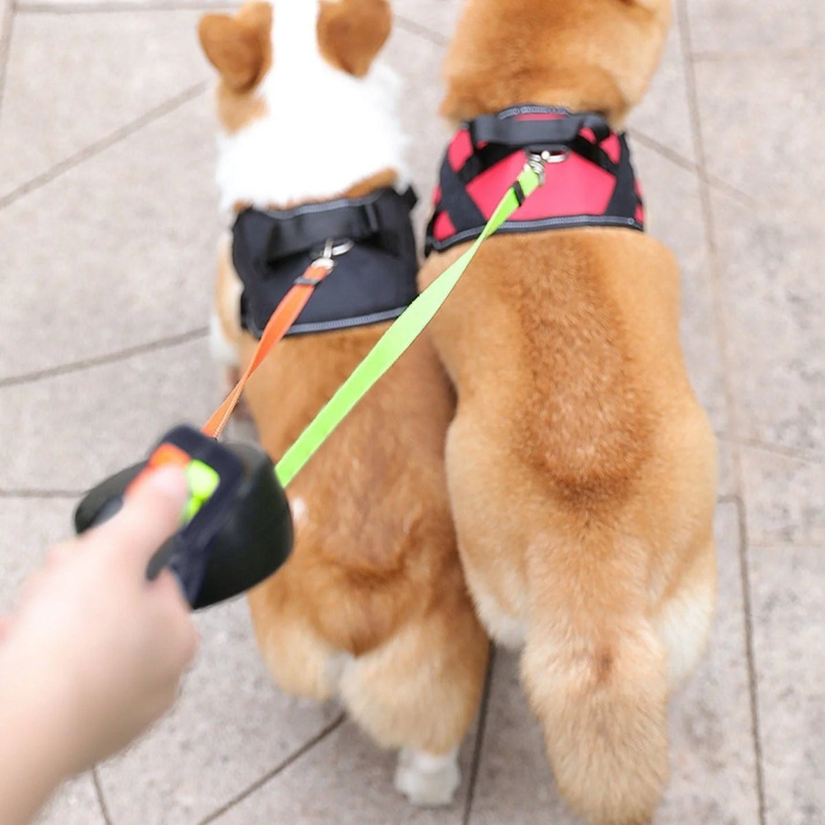 Double Dog Leash Tangle-Free Retractable LED Light