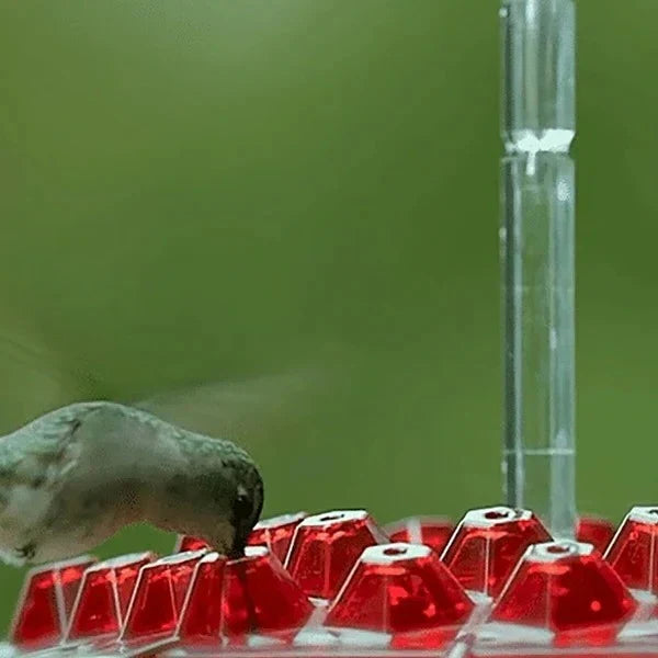 Hummingbird Feeder Built-In Ant Moat Leak-Proof Wide Opening