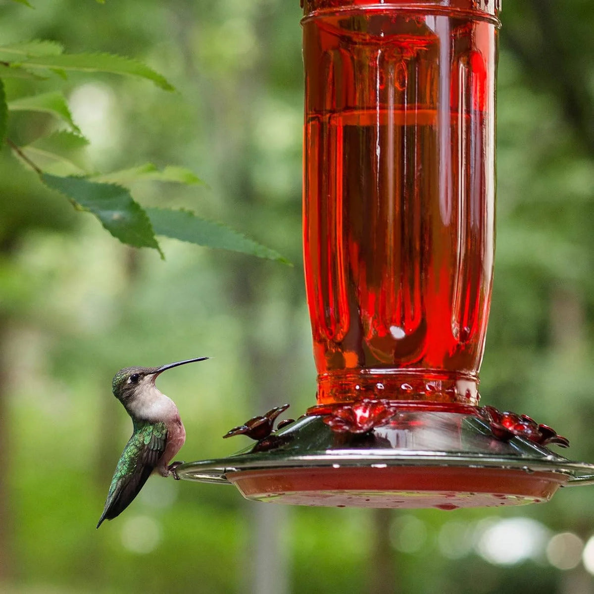 Hummingbird Feeder Glass 6 Feeding Ports & Ant Moat