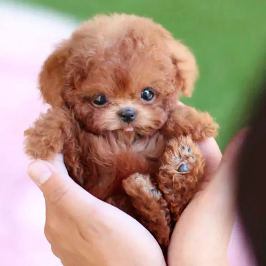 Plush Dog Toy Gentle Moving Soft Wipe-Clean Surface