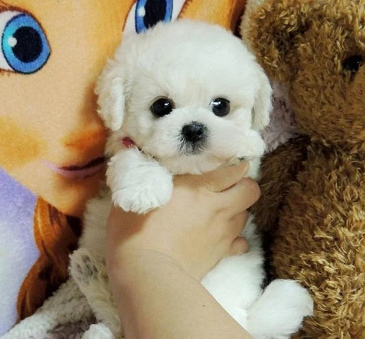 Plush Puppy Lifelike Weighted Filling Soft Synthetic Fur