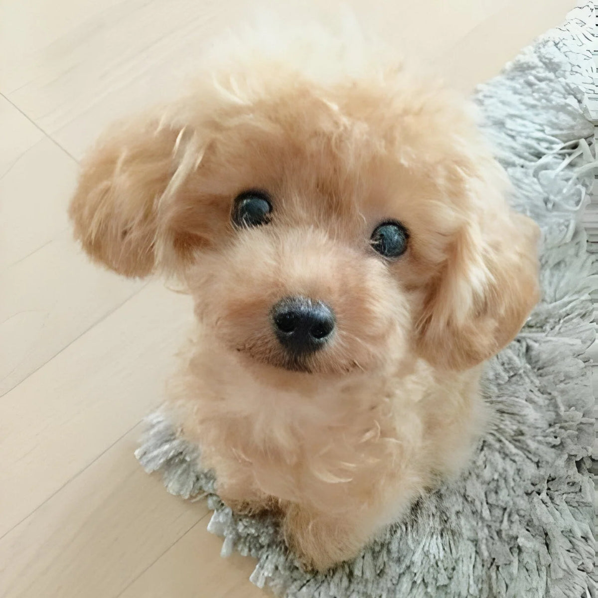 Plush Puppy Toy Soft Weighted Poseable Body