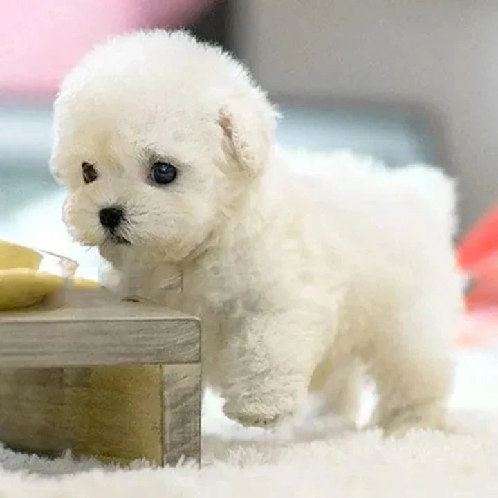 Robotic Puppy Toy Interactive Voice & Touch