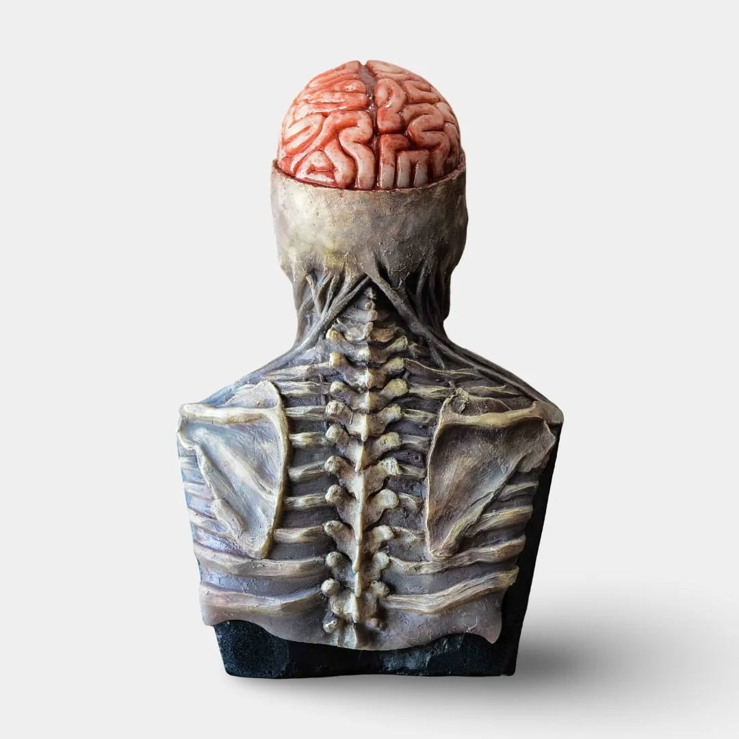 Skeleton Bust Resin Exposed Brain Halloween Decoration