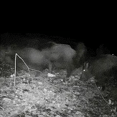 Trail Camera Infrared Night Vision 0.7-Second Trigger Speed